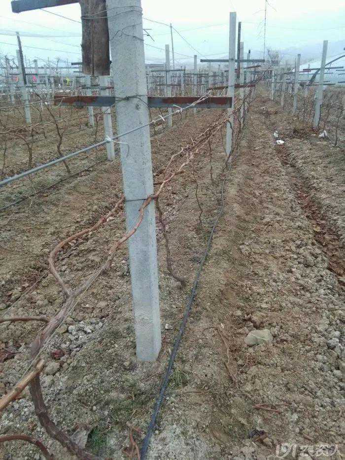 关于阳光玫瑰种植技术的一些心得（上）