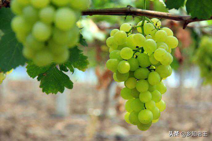 分析葡萄V型架、T型架、篱笆架优劣，避免建园走弯路