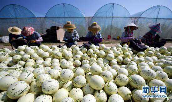 海南乐东蜜瓜的“清甜”哪里来？