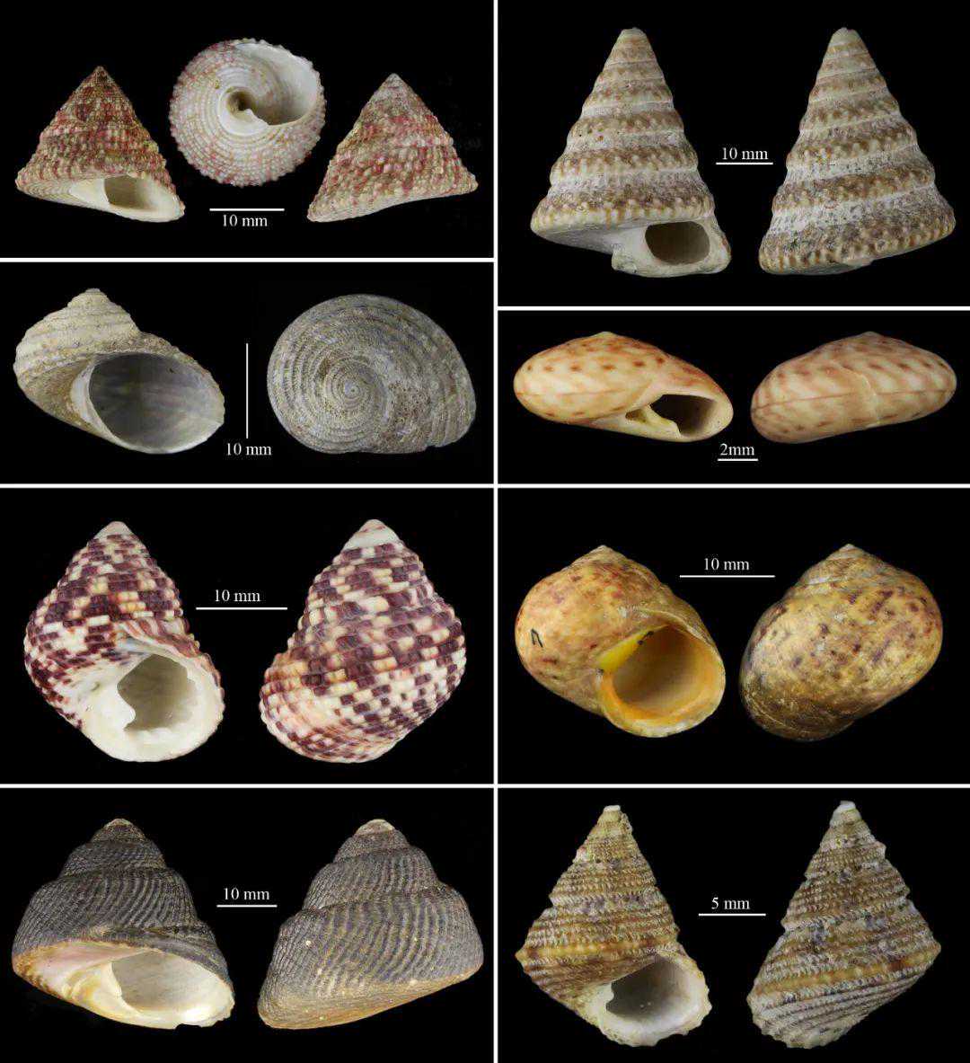 这是“马蹄螺”，不是“马蹄糕”