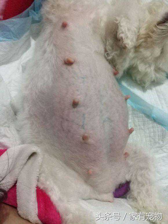 泰迪迟迟没生宝宝，准备的猪脚、鲫鱼都浪费了